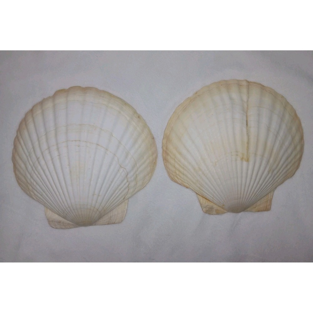 Original Jumbo XL Sea Scallop Shells Lot 2  About  6 Inches Trinkets Crafts Dish